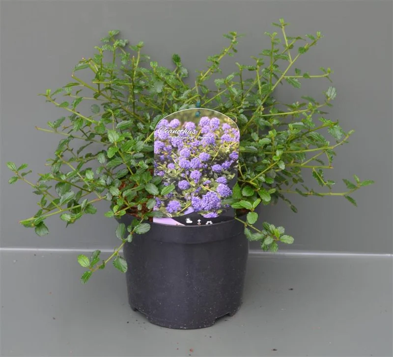 Ceanothus thyrs. repens C3 (3 liters kruka) 30-40 cm
