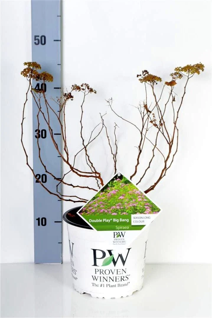 Spiraea jap. 'Double Play'® Big Bang C3 (3 liters kruka) 30-40 cm