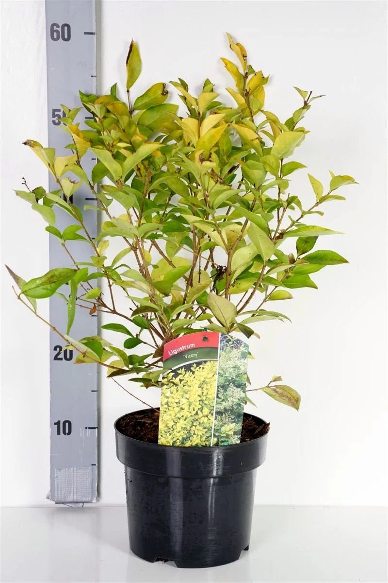Ligustrum 'Vicaryi' C3 (3 liters kruka) 30-40 cm