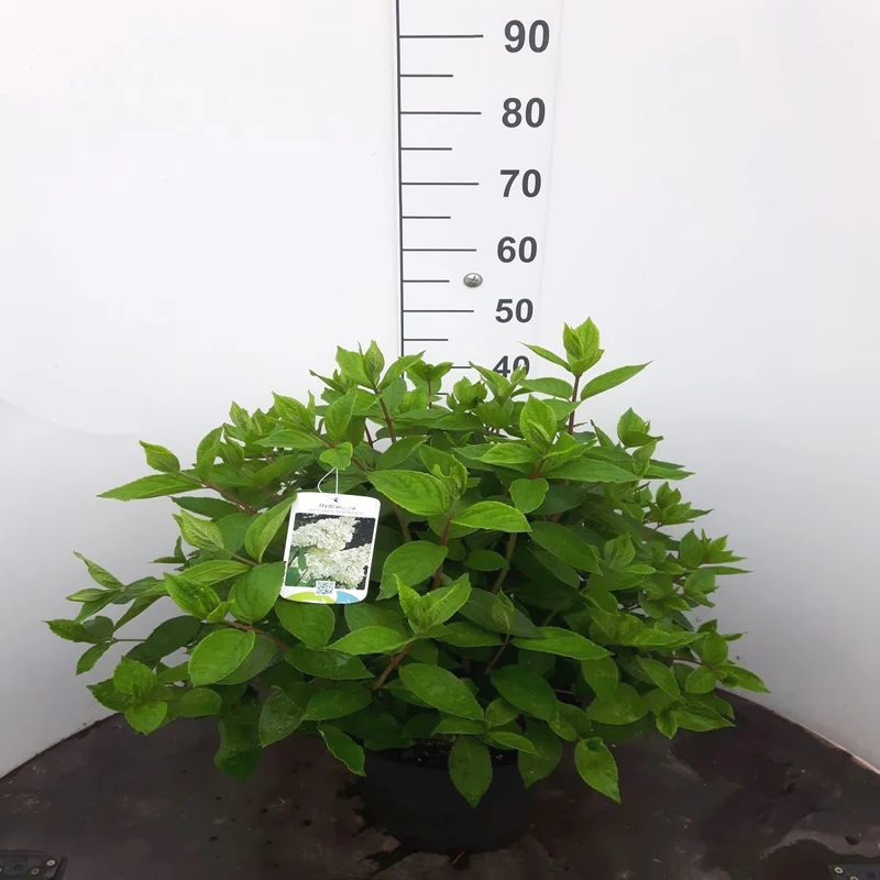 Hydrangea pan. 'Grandiflora' C10 (10 liters kruka) 40-50 cm