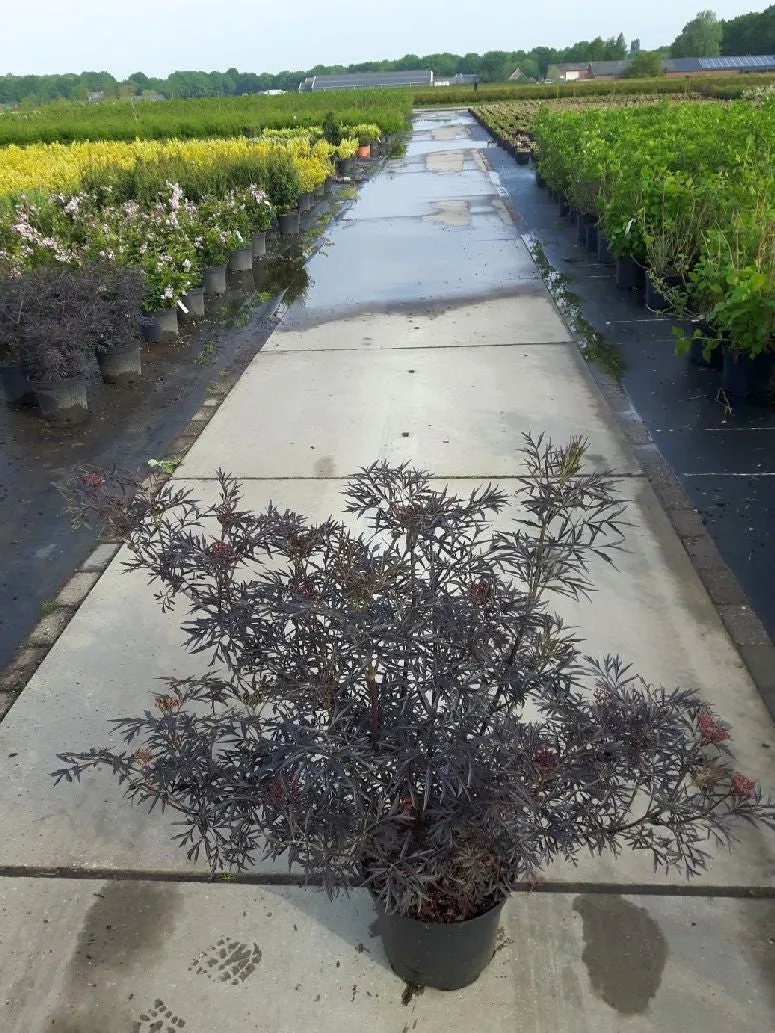 Sambucus nigra 'Black Lace' C10 (10 liters kruka) 60-80 cm