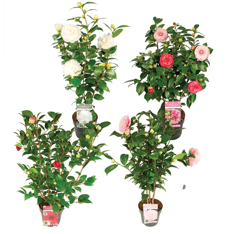 Camellia, olika sorter C3 (3 liters kruka) / 19 cm kruka 50-60 cm