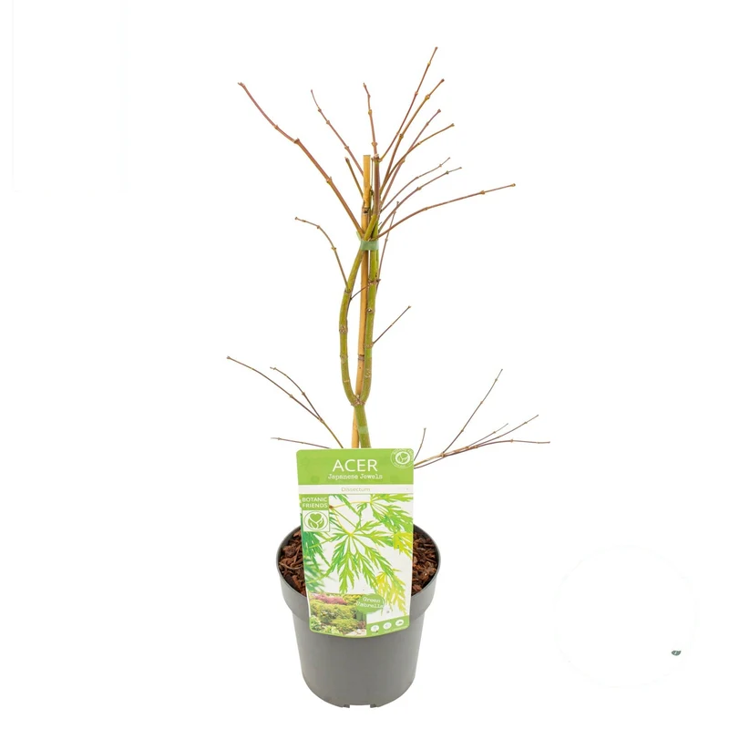Acer palmatum 'Dissectum' 40-50 cm C3 (3 liters kruka)