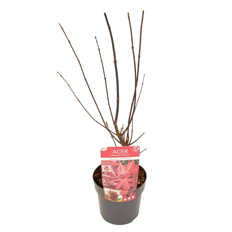 Acer palmatum 'Twombly's Red Sentinel' C3 (3 liters kruka) 40-50 cm