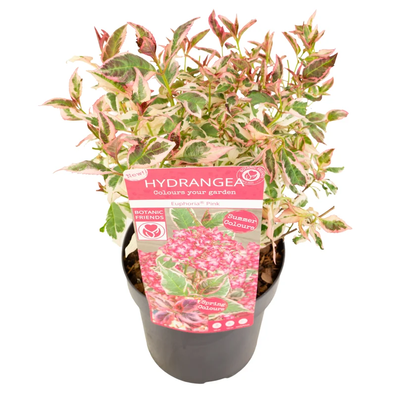 Hydrangea serr. 'Euphoria'® C3 (3 liters kruka) 25+ cm