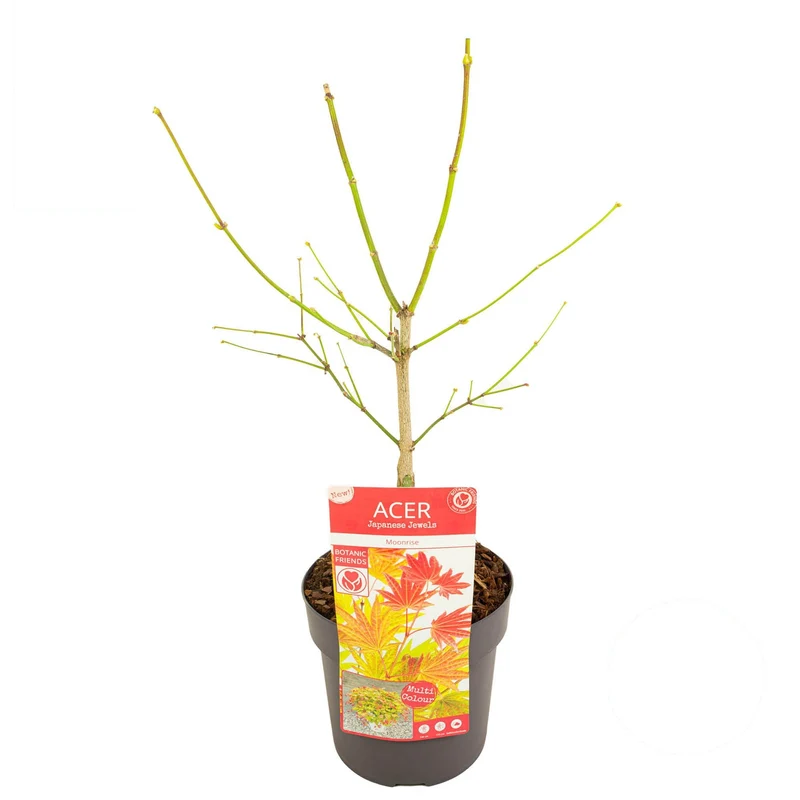 Acer shirasawanum 'Moonrise' C3 (3 liters kruka) 40-50 cm