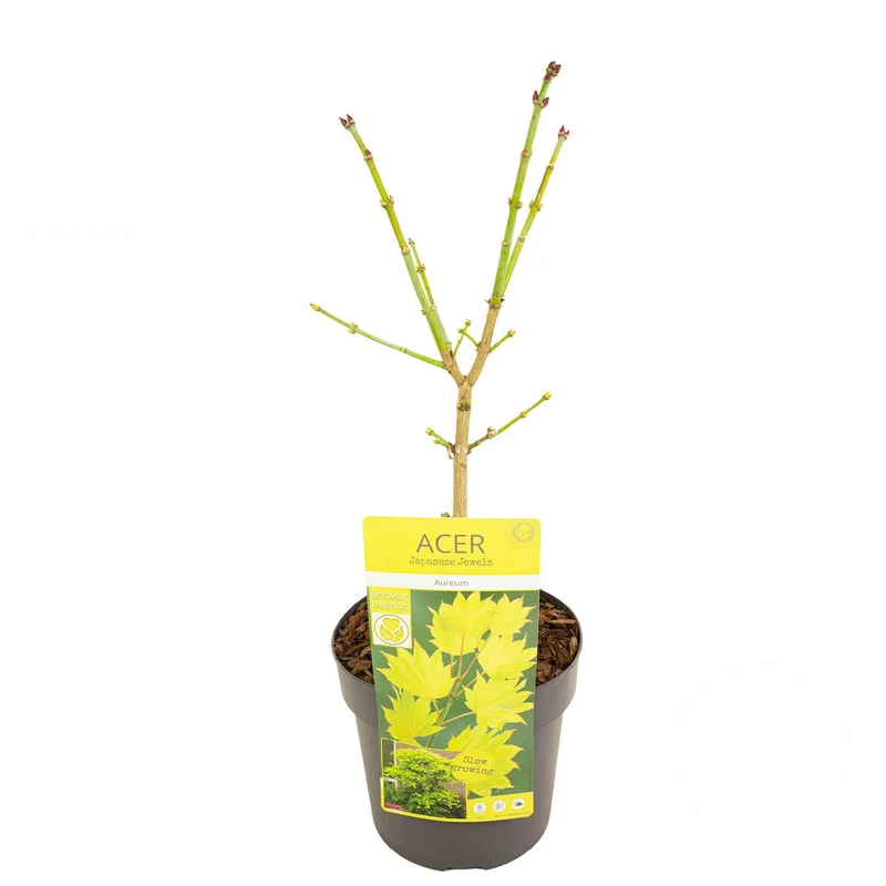 Acer shirasawanum 'Aureum' C3 (3 liters kruka) 40-50 cm