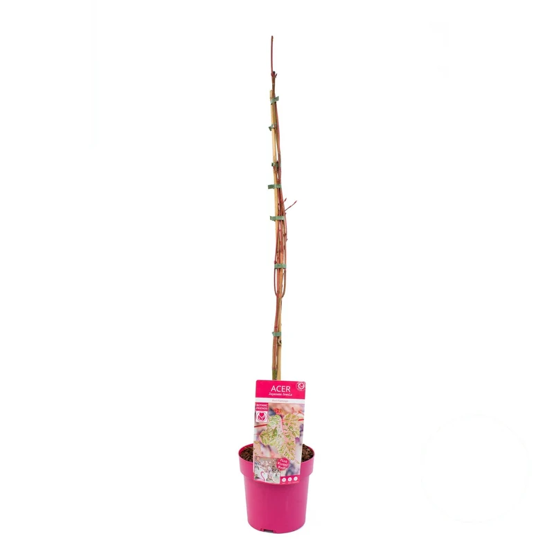 Acer consp. 'Red Flamingo' C3 (3 liters kruka) 100+ cm