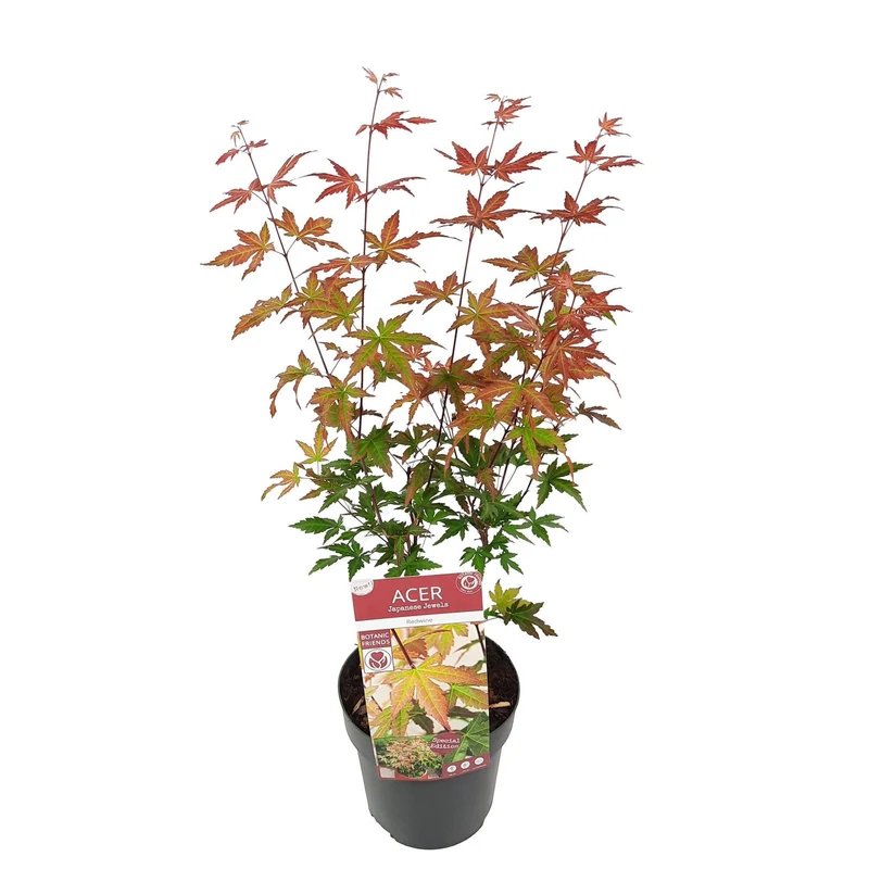 Acer palmatum 'Redwine' C3 (3 liters kruka) 40 cm