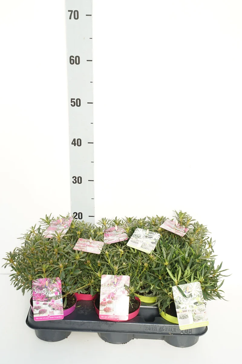 Rhododendron (AJ) 'Starstyle'® – 10,5 cm kruka