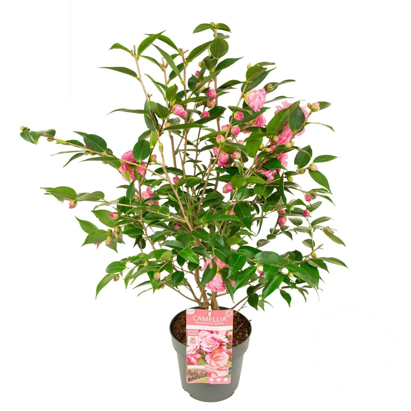 Camellia 'Spring Festival' 50-60 cm C3 (3 liters kruka)