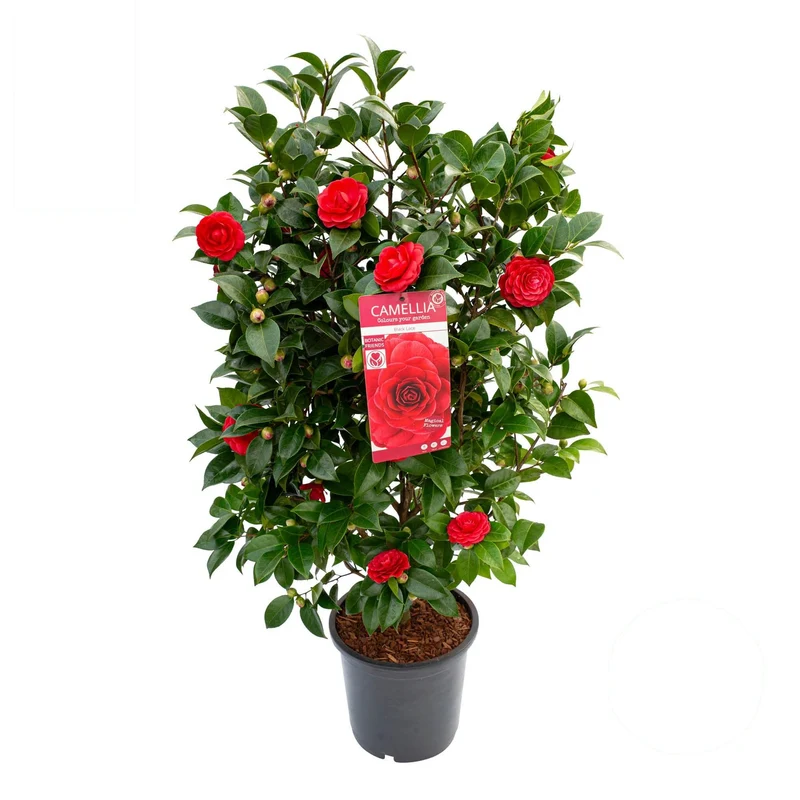 Camellia 'Black Lace' C10 (10 liters kruka) 80-90 cm