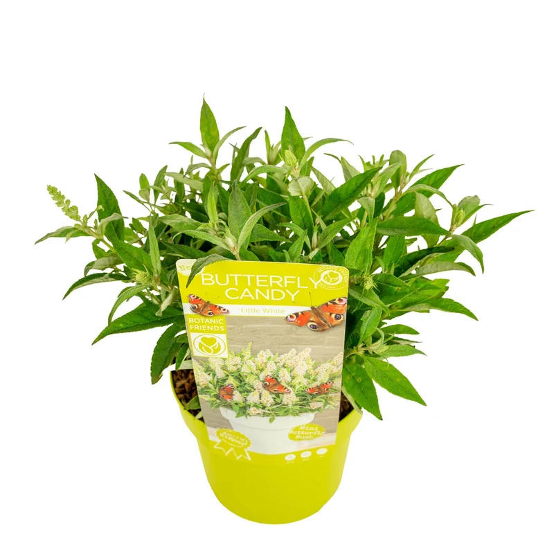 Buddleja d. 'Butterfly Candy Little White'® C3 (3 liters kruka) 25+ cm