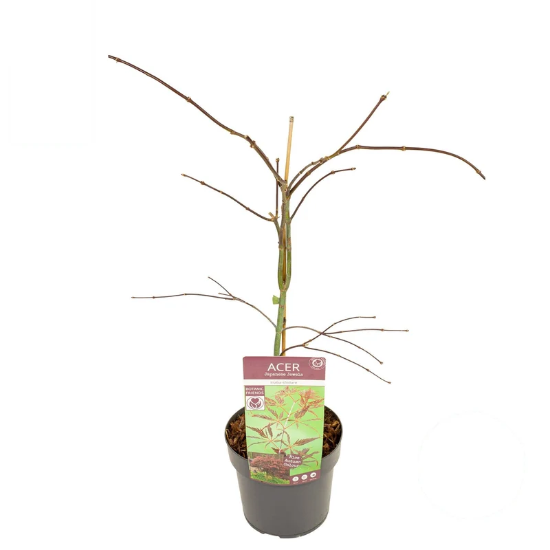 Acer palmatum 'Inaba-shidare' C3 (3 liters kruka) / 19 cm kruka 40-50 cm