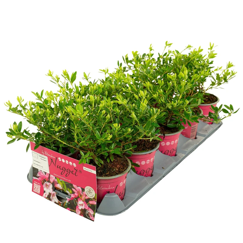 Rhododendron 'Bloombux Magenta'® 10,5 cm kruka
