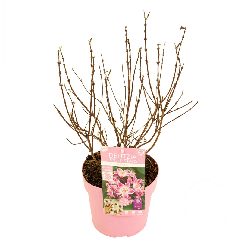 Deutzia Million Stars® 'Pink Cloud' C3 (3 liters kruka) 30+ cm