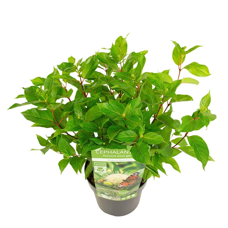 Cephalanthus 'Magical Moonlight' C3 (3 liters kruka) 30+ cm