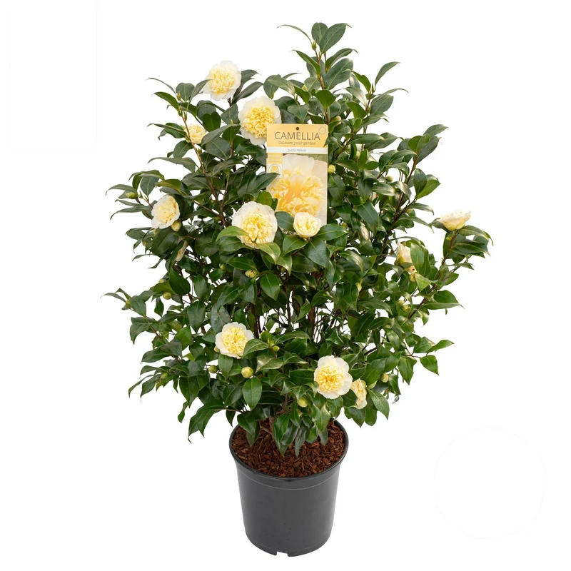 Camellia wil. 'Jury's Yellow' C10 (10 liters kruka) 80-90 cm