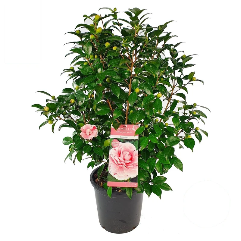 Camellia j. 'Bonomiana' C10 (10 liters kruka) 80-90 cm
