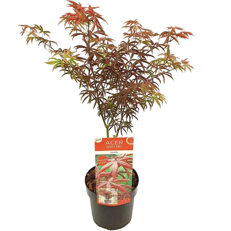 Acer palmatum 'Starfish' C3 (3 liters kruka) 40-50 cm