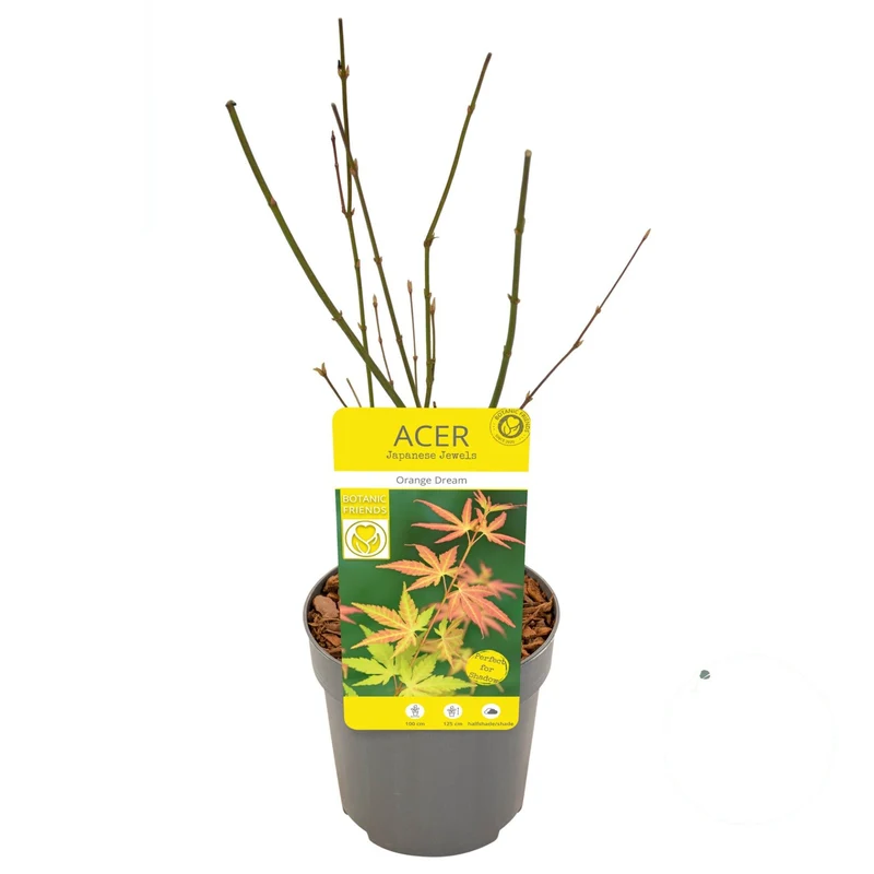 Acer palmatum 'Orange Dream' 20-25 cm (10,5 cm kruka)