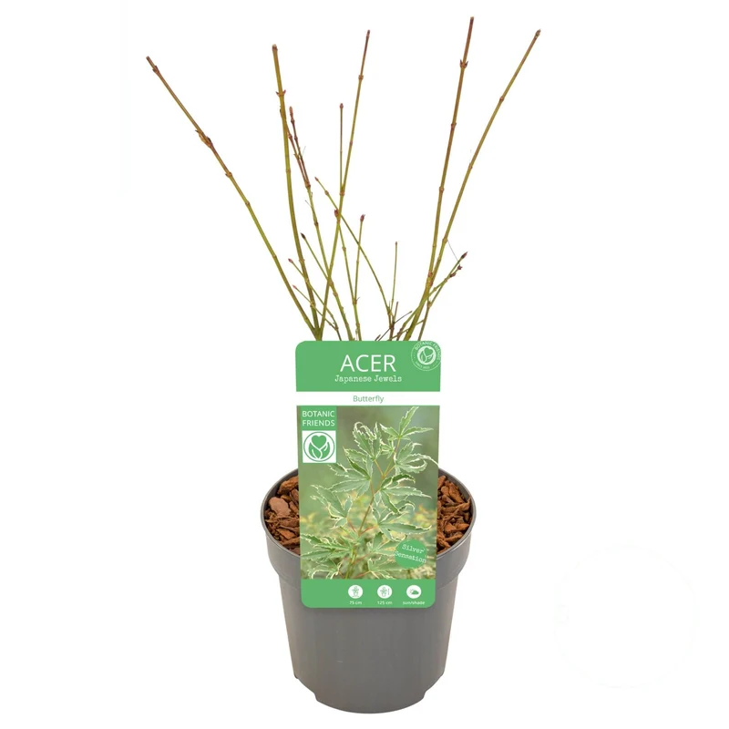 Acer palmatum 'Butterfly' 20-25 cm (10,5 cm kruka)