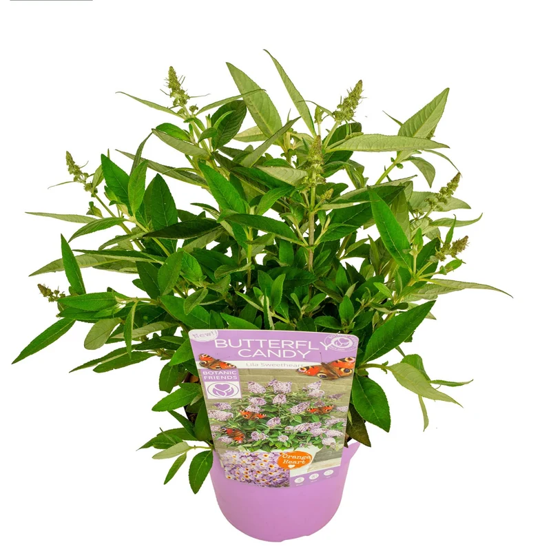 Buddleja d. 'Butterfly Candy Lila Sweetheart'® C3 (3 liters kruka) / 19 cm kruka, 25+ cm