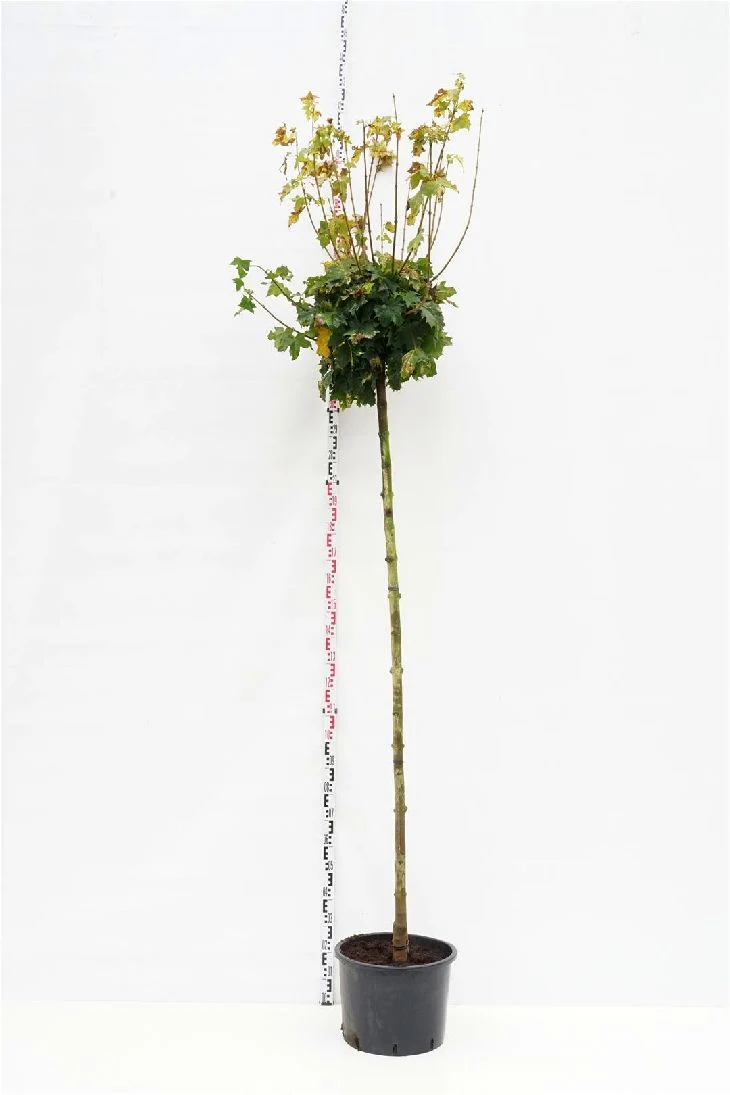 Acer platanoides 'Golden Globe' 225 cm stam, 10-12 cm, C35 (35 liters kruka)