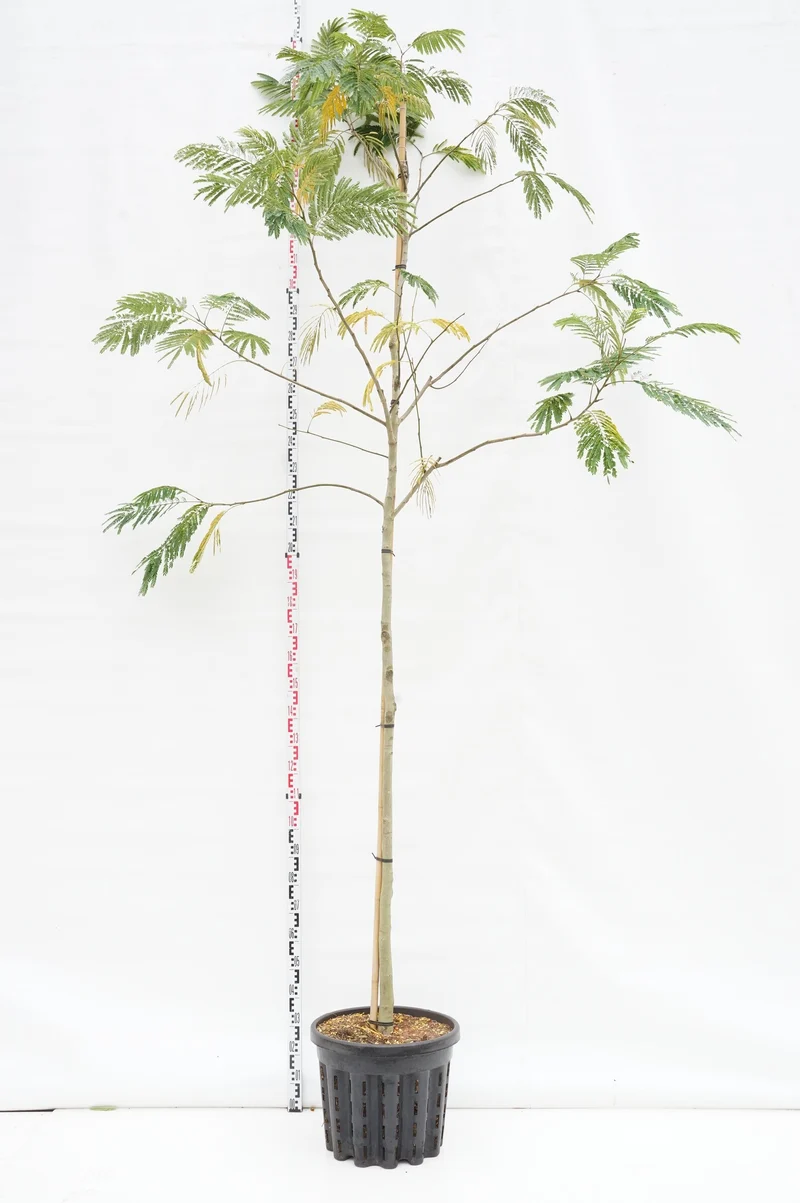 Albizia jul. 'Rouge de Tuilliere' högstam 10-12 cm, C50 (50 liters kruka)