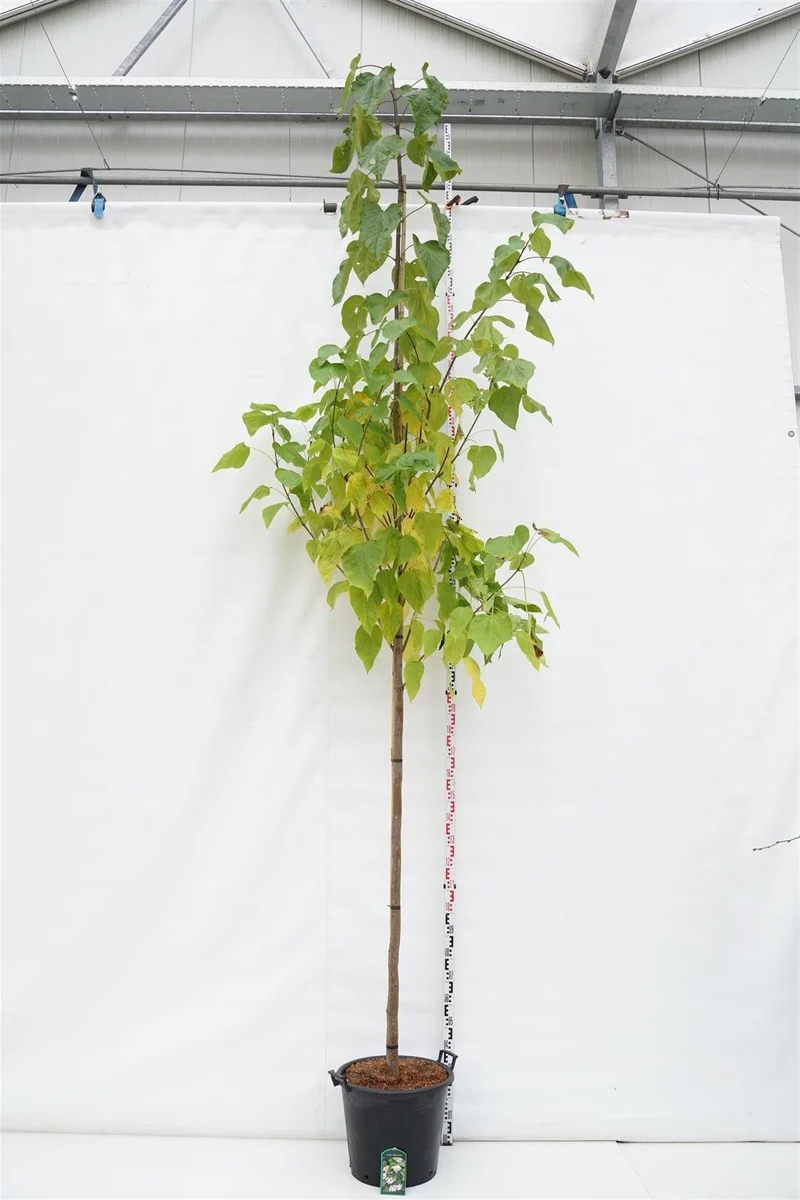 Catalpa bignonioides 12-14 cm stam C50 (50 liters kruka)