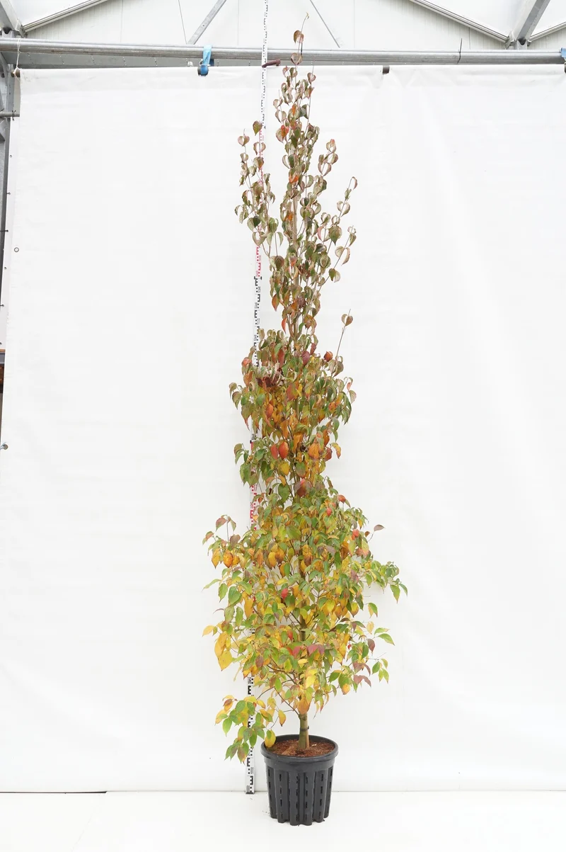 Cornus kousa chinensis 6-8 cm C35 (35 liters kruka) Grenad