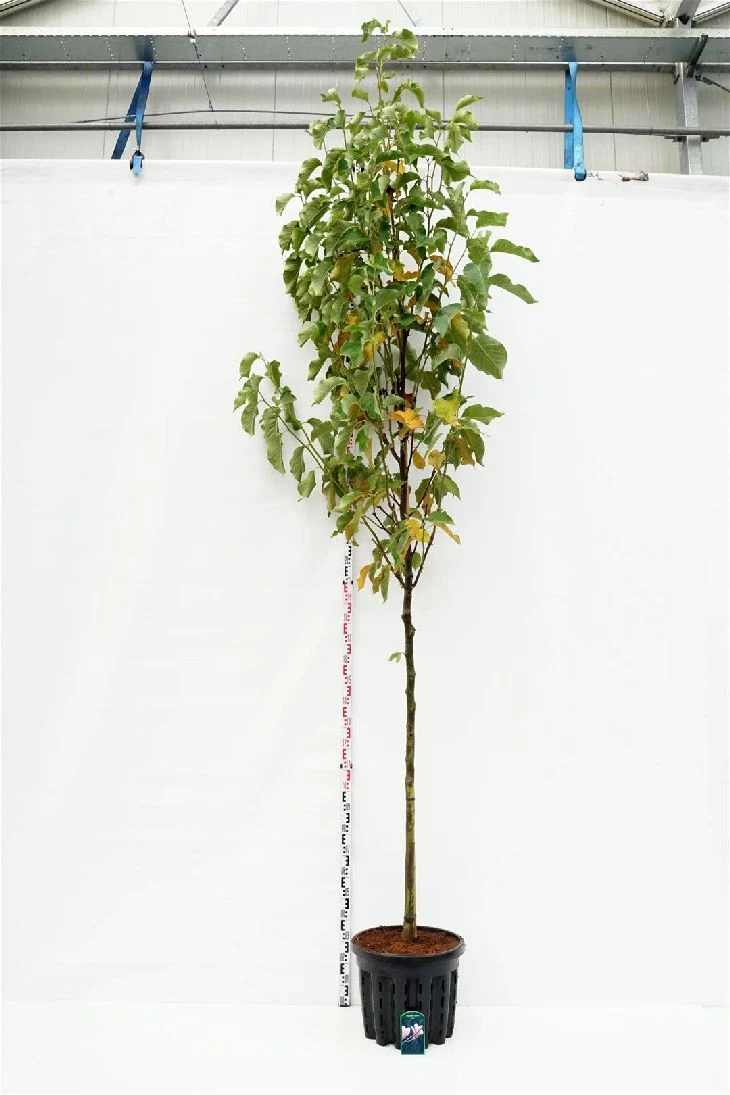 Magnolia 'Heaven Scent' 10-12 cm stam, C50 (50 liters kruka)