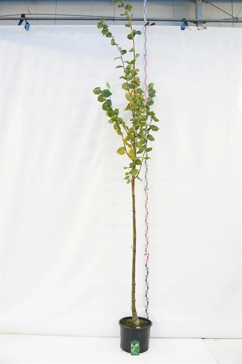 Tilia europaea 'Pallida' 10-12 cm C35 (35 liters kruka)