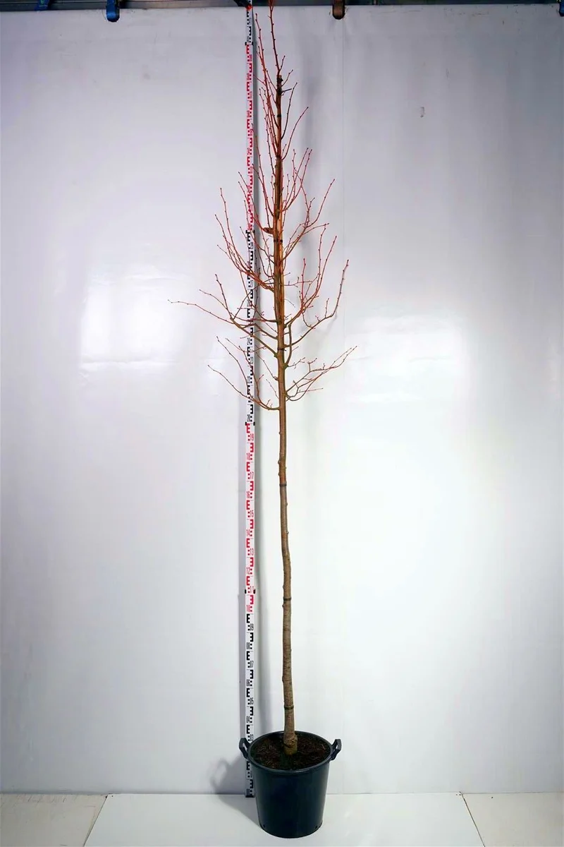 Tilia cordata 'Winter Orange' 10-12 cm C35 (35 liters kruka)