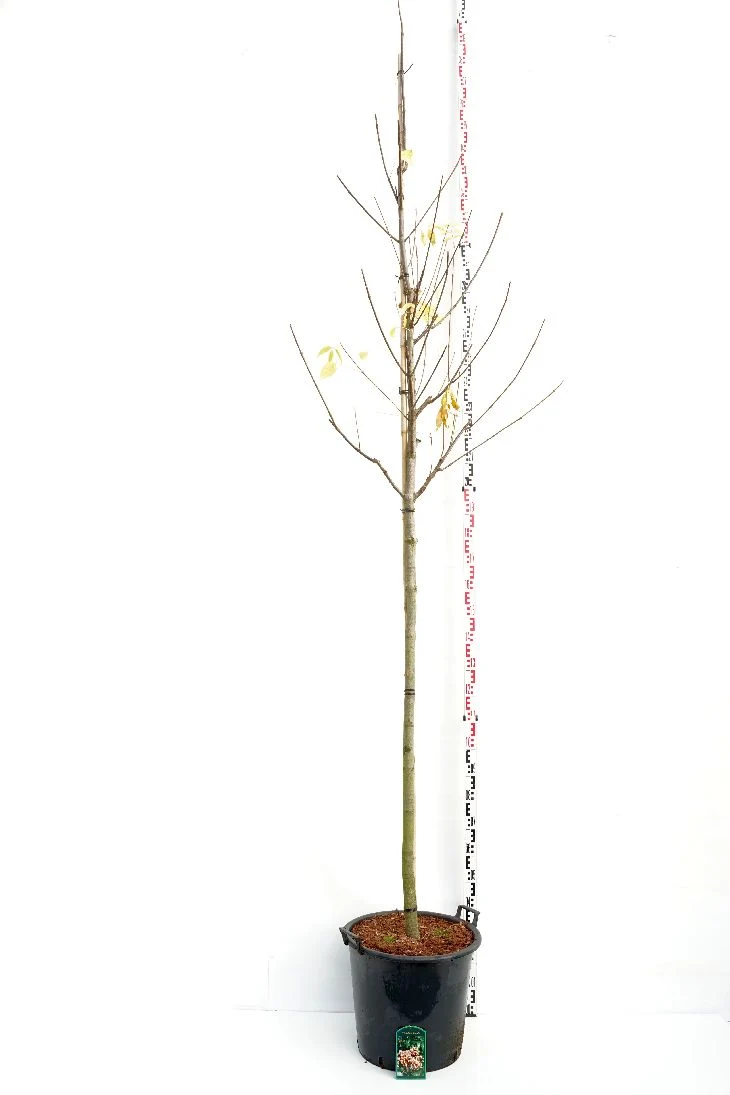 Tetradium daniellii 10-12 cm stam, C50 (50 liters kruka)