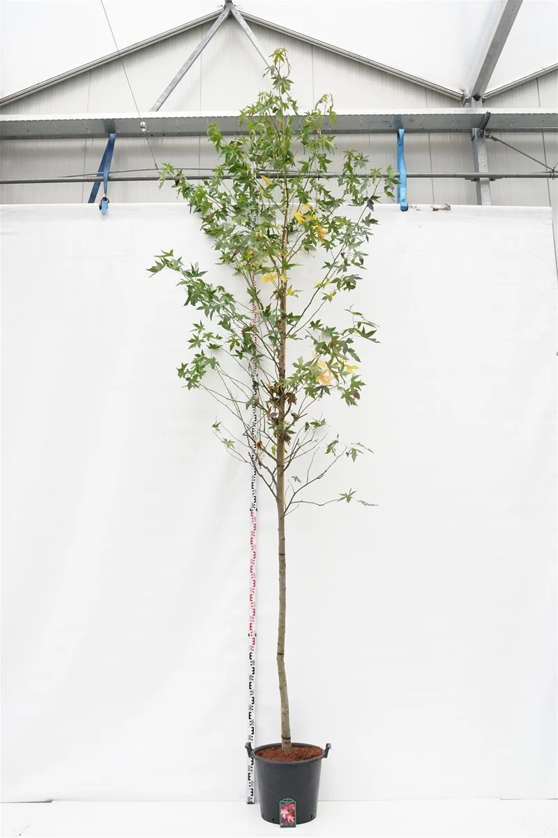 Liquidambar styraciflua 'Worplesdon' 14-16 cm C50 (50 liters kruka)