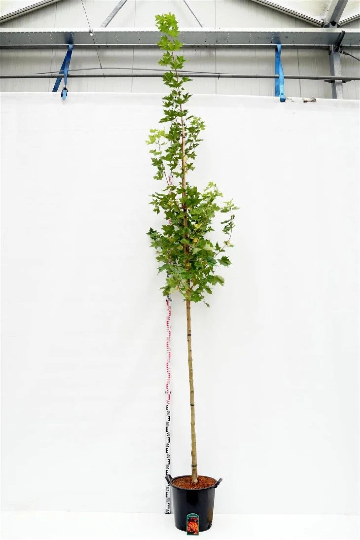 Acer Pacific Sunset Högstam 8-10 cm C35 (35 liters kruka)