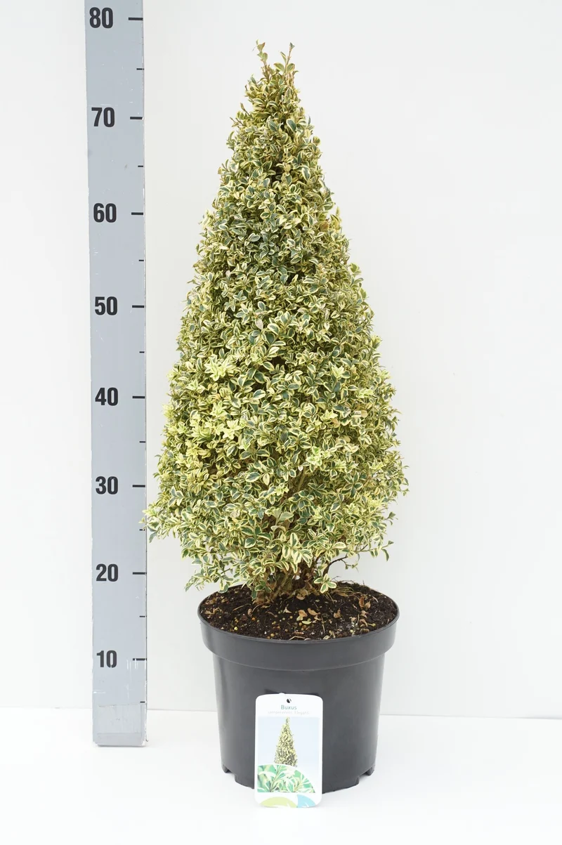 Ulmus holl. 'Wredei' 6-8 cm C25 (25 liters kruka) grenad