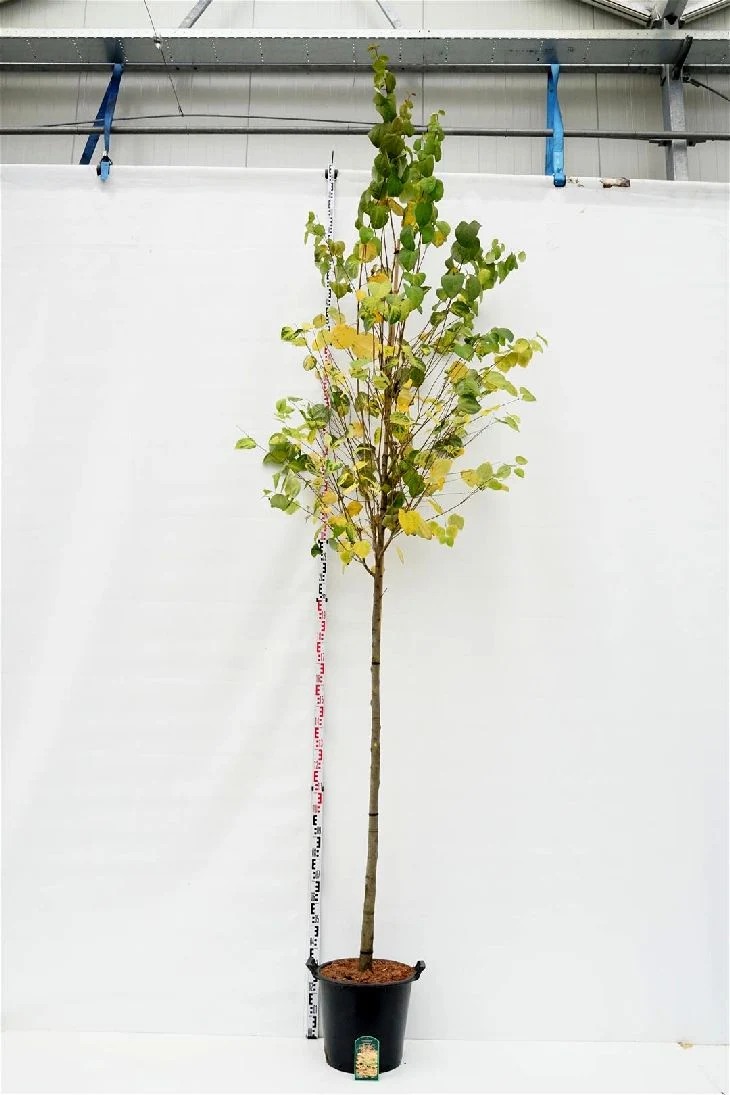 Cercidiphyllum japonicum 12-14 cm C35 (35 liters kruka)