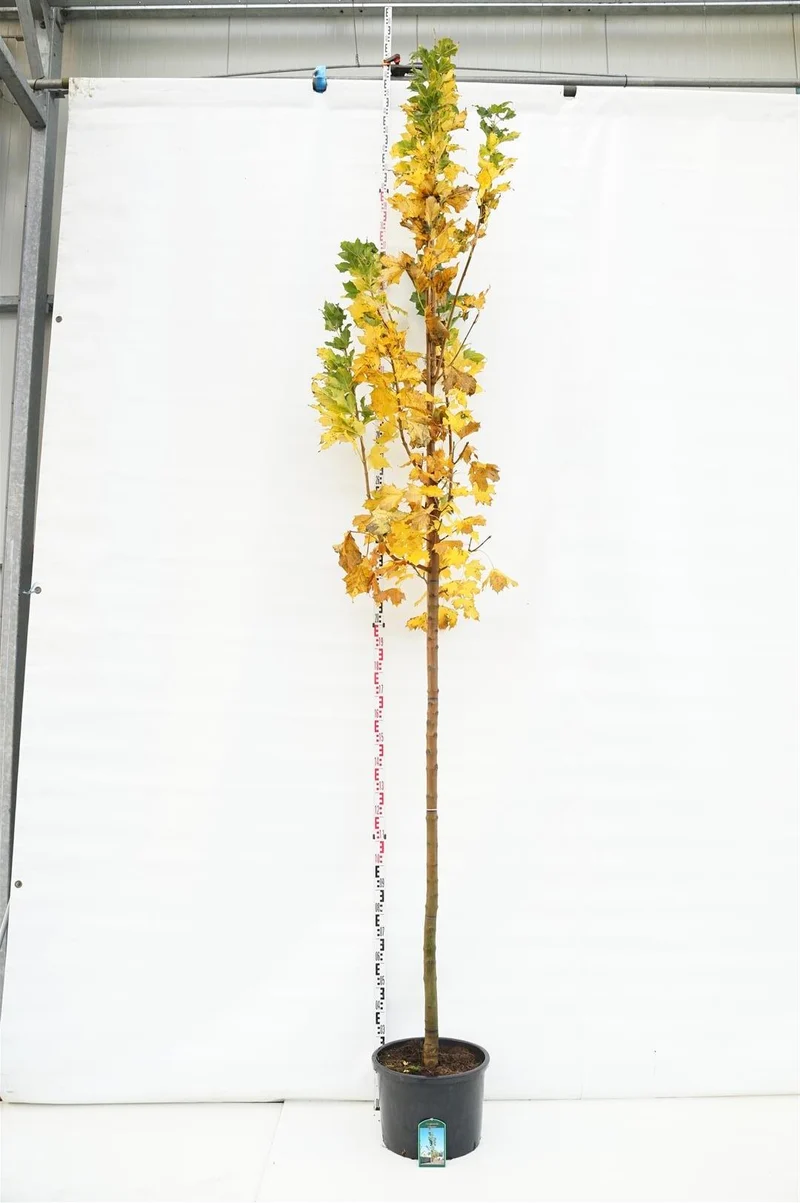 Acer platanoides 'Columnare' Stam 12-14 cm, C40 (40 liters kruka)