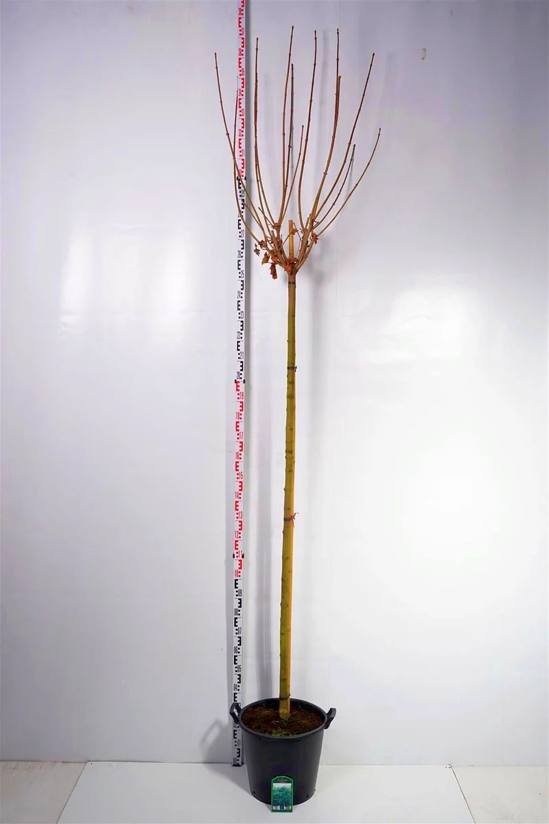 Acer platanoides 'Globosum' Stam 225 cm, 10-12 cm, C35 (35 liters kruka)