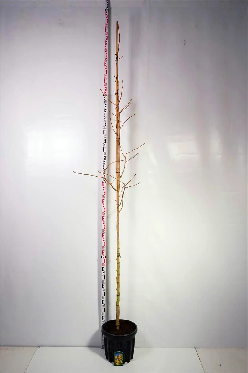 Ginkgo biloba stamträd 8-10 cm C35 (35 liters kruka)
