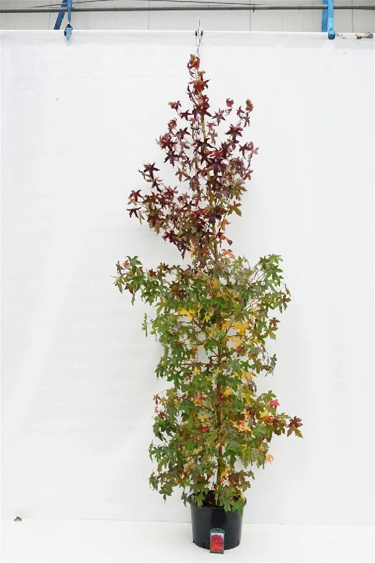 Liquidambar styraciflua 8-10 cm C35 (35 liters kruka)