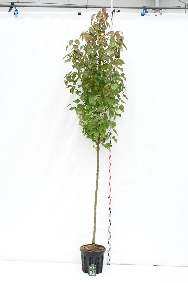 Davidia involucrata vilmoriniana stamomfång 10-12 cm C35 (35 liters kruka)