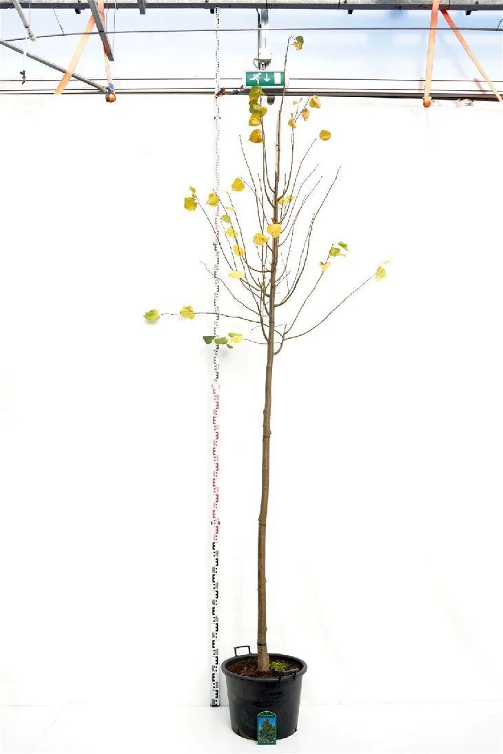 Tilia cordata 'Greenspire' 12-14 cm stam C50 (50 liters kruka)
