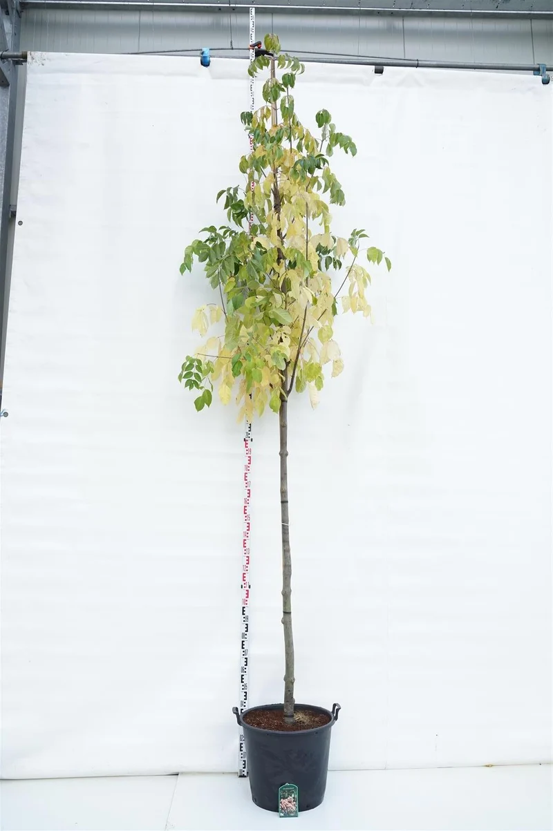 Tetradium daniellii stamomfång 12-14 cm, C70 (70 liters kruka)