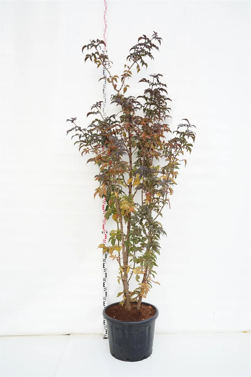 Sambucus nigra 'Black Tower' C65 (65 liters kruka) 200-250 cm
