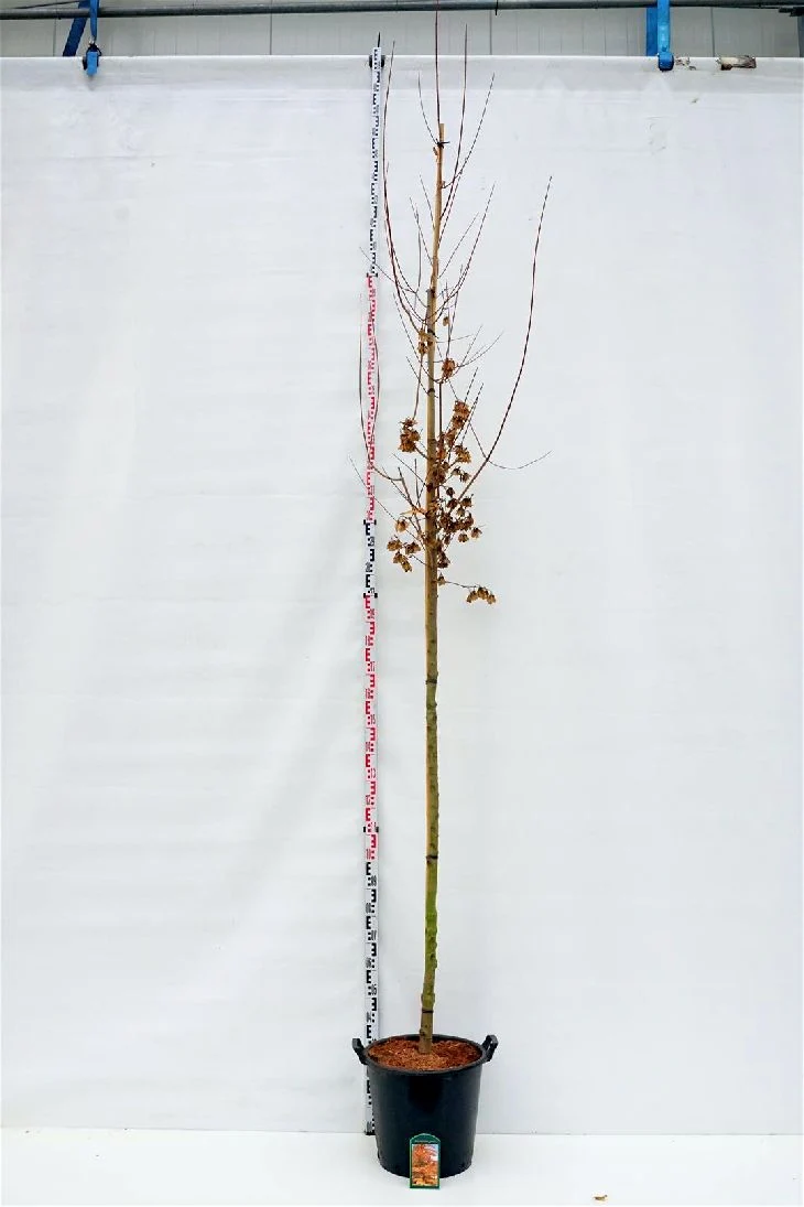 Acer tataricum ginnala 10-12 cm stam, C35 (35 liters kruka)