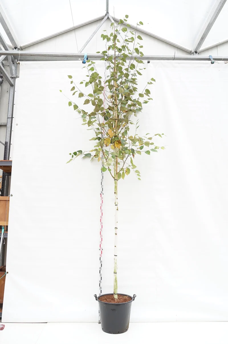 Betula utilis 'Doorenbos' 12-14 cm stam C70 (70 liters kruka)