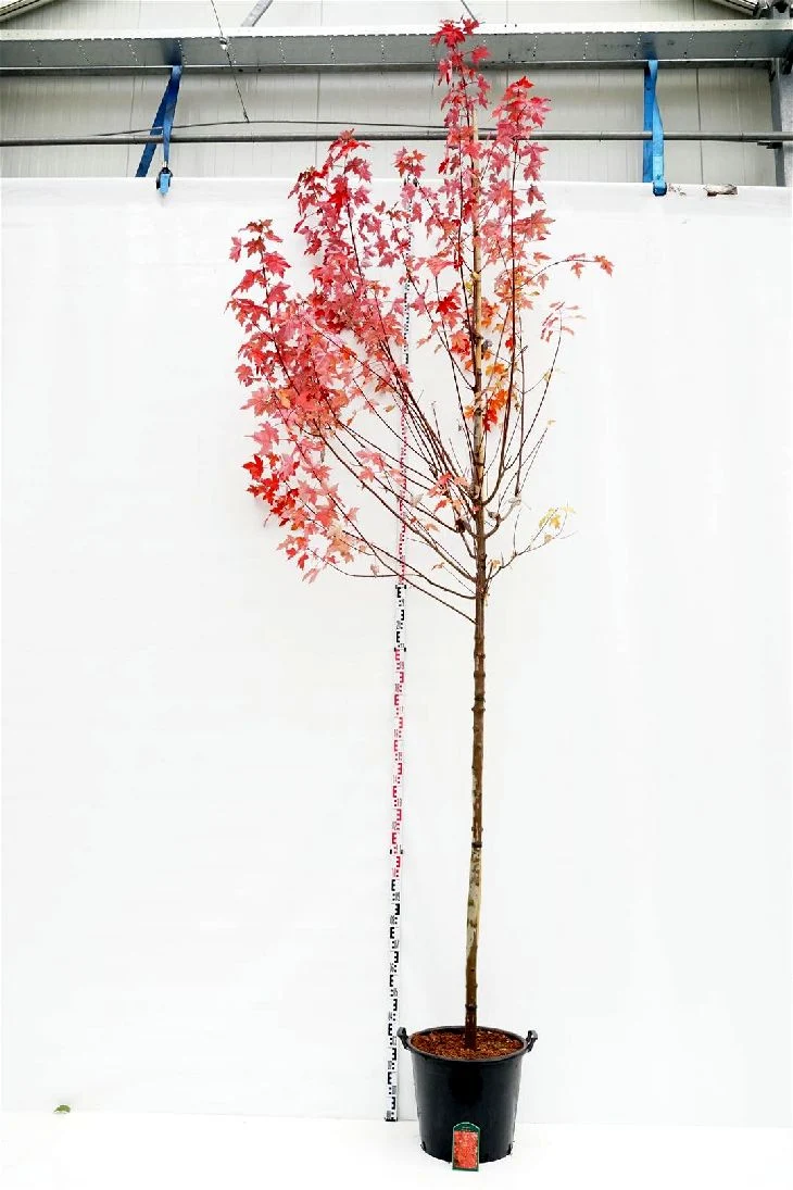 Acer rubrum 'Brandywine' stam 12-14 cm C50 (50 liters kruka)